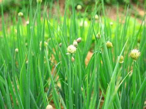 Why Are My Shallots Bolting – What To Do With Flowering Shallots