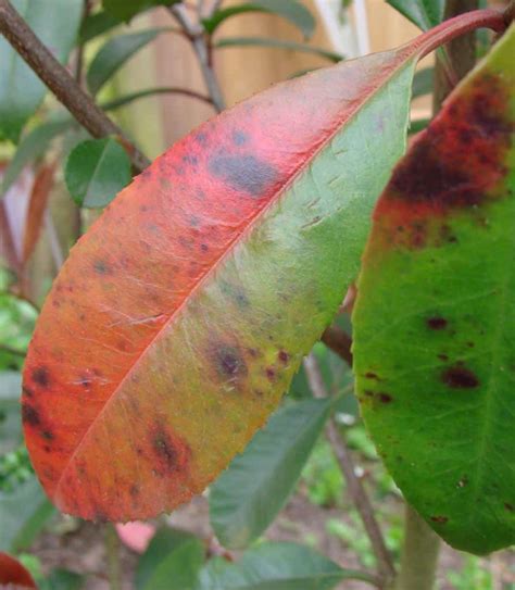 Photinia leaf spot, how to deal with black spots on red leaf photinia