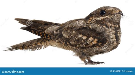 European Nightjar, or Just Nightjar Stock Image - Image of panoramic ...