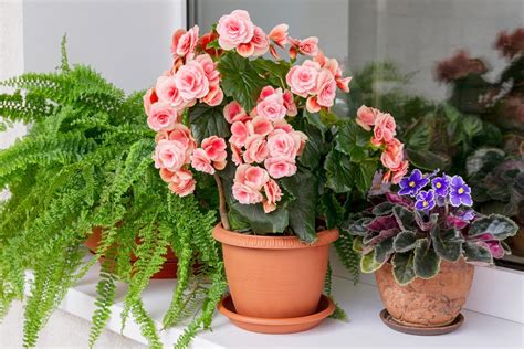 16 Indoor Flowering Plants for 2024 — Top Houseplant Flowers