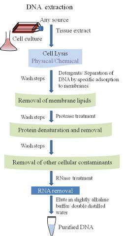 Lysis Buffer Recipe For Bacterial Dna Extraction | Bryont Blog