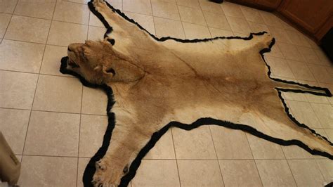 Authentic Legal African Lion Skin Rug | #1871878652