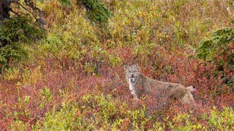 Wild Lynx Hunting (9 pics) - Izismile.com