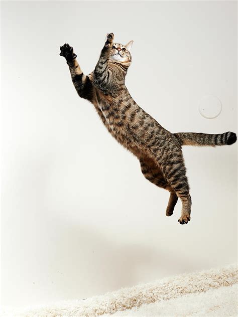 Cat Jumping #1 by Akimasa Harada