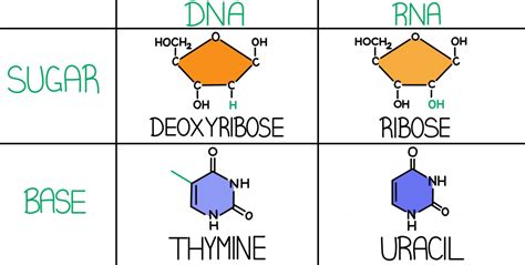 DNA vs. RNA — Differences & Similarities - Expii