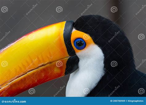 The Toco Toucan Eye Close Up Ramphastos Toco, Also Known As the Common ...