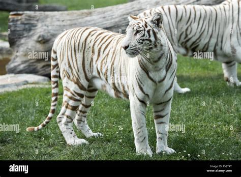 Female of white Bengal tiger Stock Photo - Alamy