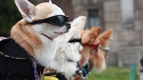 "Cool" Dog Costumes - PetsBlogs