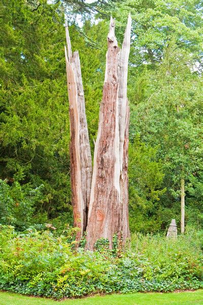 What To Do When Your Tree Is Struck By Lightning - Lenoir Tree Service