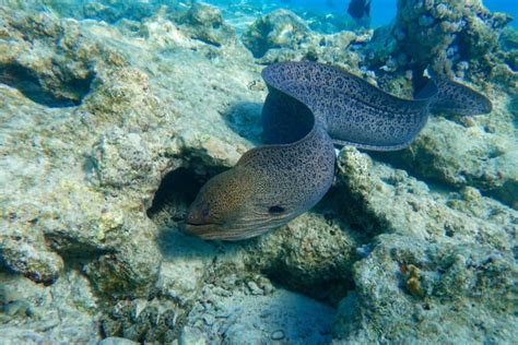 14 Moray Eel Fish Facts - Fact Animal