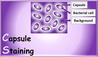 Capsule staining: Principle, Reagents, Procedure and Result - Online ...