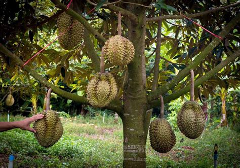 Stage 3 - Big and ripe durians growing from the tree | Durian Tree ...