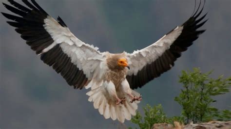 Egyptian vulture Facts Interesting Facts about Egyptian vulture Facts ...