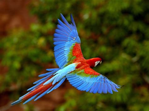 Exotic Birds Wallpapers | Wallpaper Pictures