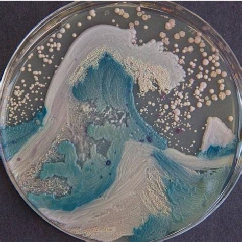 Bacteria Art. Microbiologists have their own art competitions using ...