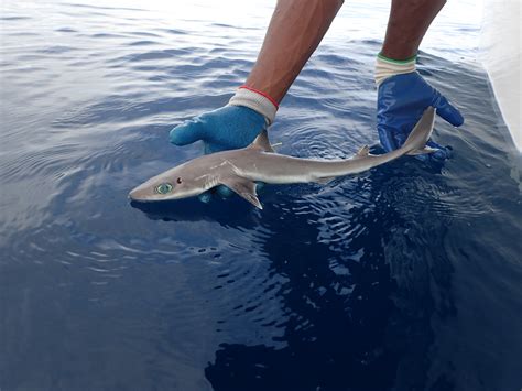 New shark species named in honor of Mote founder | News & Press | Mote ...