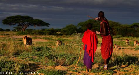 Herding Helps Create Wildlife Hotspots - Lion Guardians