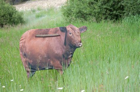 Amazon.com : MONTANA DECOY Big Red Moo Cow : Sports & Outdoors