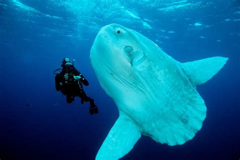 10 Amazing Facts About Ocean Sunfish