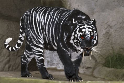 Black Tiger Photos, Top Black Tiger Wallpaper, #7898