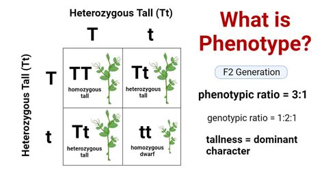 Phenotype- Definition, Expression, Types, Examples, Significance