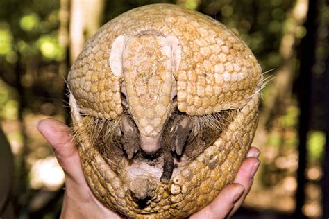 Armadillo | 9-Banded Species, Habitat & Diet | Britannica