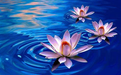 Lotus Flower Wallpapers - Top Free Lotus Flower Backgrounds ...