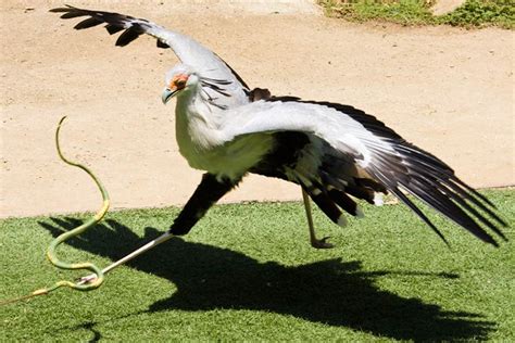 Secretarybird – Snake Hunter | DinoAnimals.com