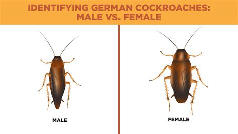 Cockroach Identification