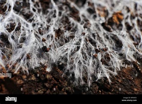 Mycelium Of Fungi