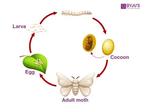 Explain the life cycle of silk moth. - Biology Question