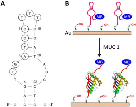 The secondary structure of the S3.1/S2.2 anti-MUC1 DNA aptamer (A) and ...