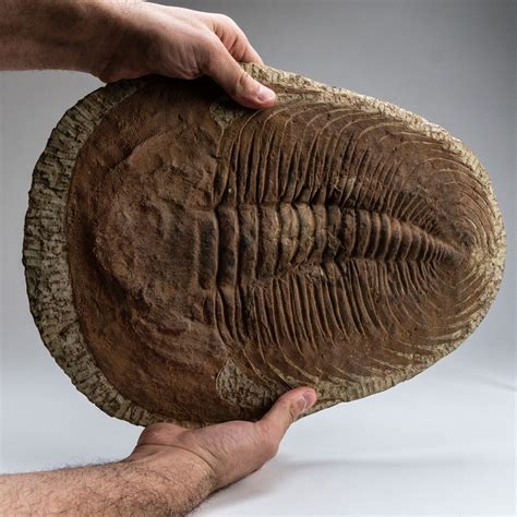 Large // Trilobite Fossil - Astro Gallery - Touch of Modern