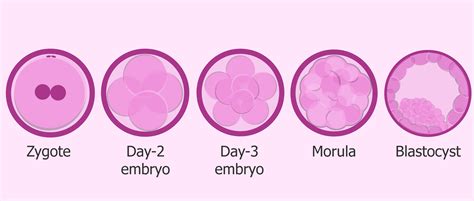 Zygote Development