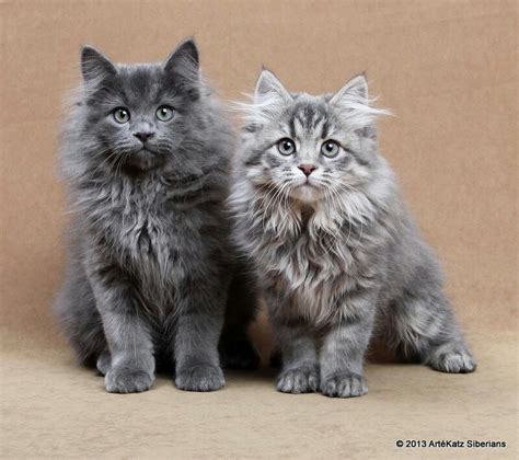 Siberian kittens # blue Siberian kittens Eddi and Emmi | Siberian ...