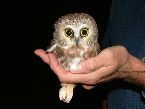 birdbling: ADOPT AN OWL or BOX!!!