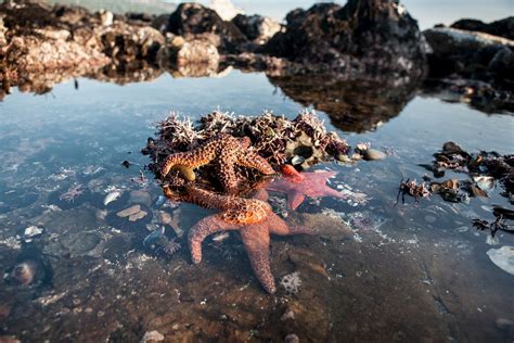 How To Identify Tide Pool Creatures Along The West Coast