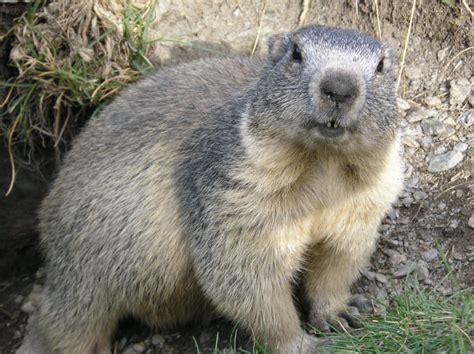 File:Marmota marmota Alpes2.jpg - Wikipedia