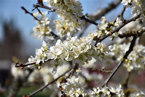 Satsuma Plum (Prunus 'Satsuma') in Reno Sparks Lake Tahoe Carson City ...