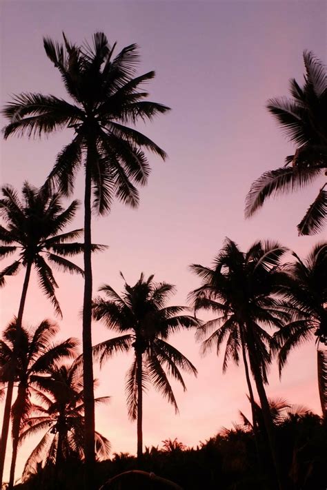 Pin by alexis mirabal on c u t e p h o t o s | Tree wallpaper iphone ...