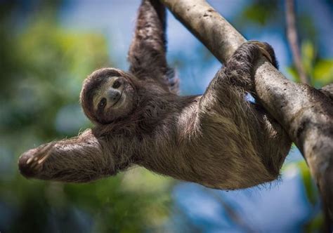 João, the brown-throated sloth (Bradypus variegatus)