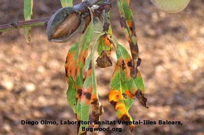 Almond Red Leaf Blotch | Pests & Diseases