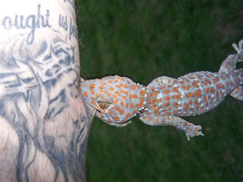 How to tame a Tokay Gecko | hubpages