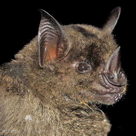 The Greater Spear-nosed Bat (Phyllostomus hastatus) uses its nose to ...