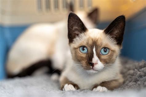 Snowshoe Cat Breed Profile, 44% OFF | www.elevate.in