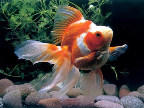 Goldfish Wallpapers - WallpaperSafari