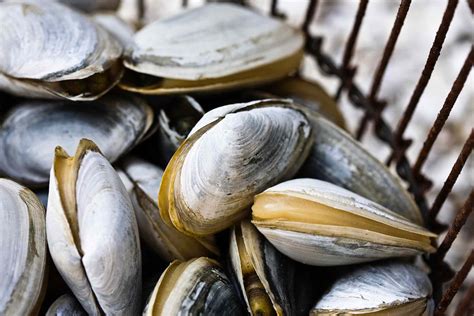 Types, Varieties, and Cooking Suggestions for Clams