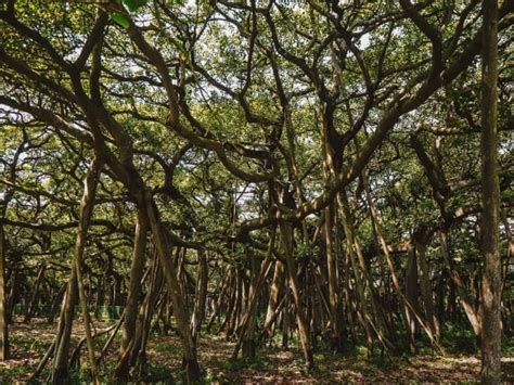 The Great Banyan Tree & 8 Important Tips For Visiting Kolkata Botanical ...