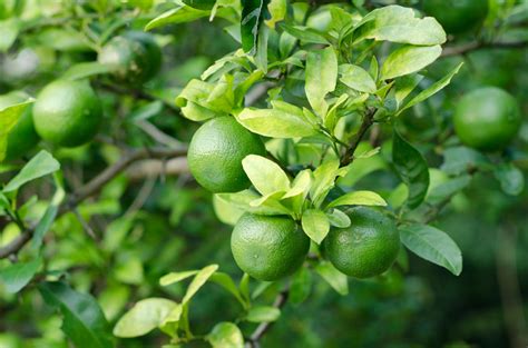 The Lemon Lime Tree - Minneopa Orchards