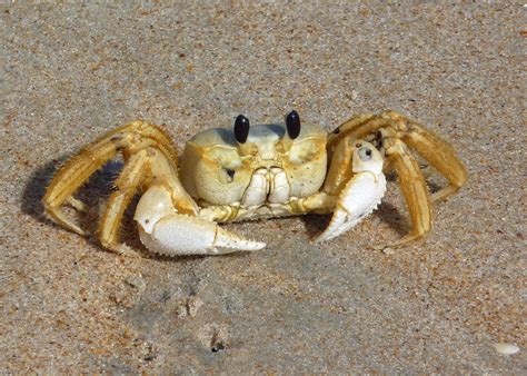 Ghost Crab | Sealife Creatures